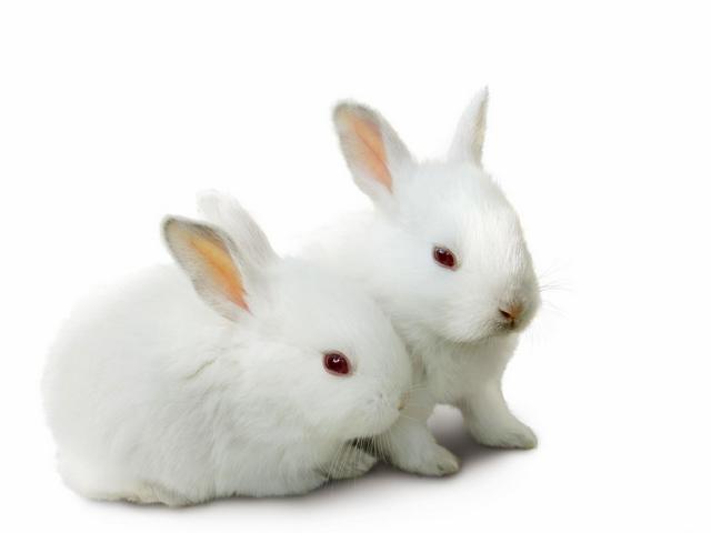 Все о кроликах в Новочебоксарске | ЗооТом портал о животных