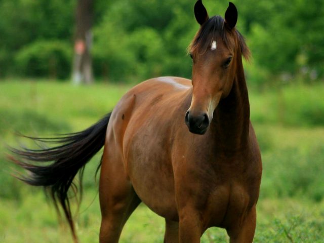 Содержание лошадей и уход за ними в Новочебоксарске | ЗооТом портал о животных