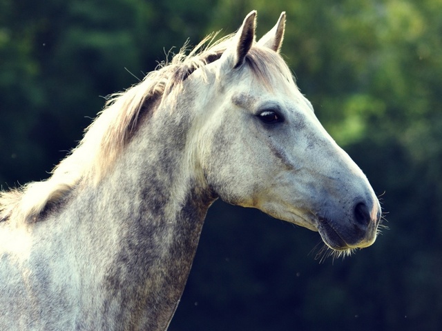 Уход за лошадьми в Новочебоксарске | ЗооТом портал о животных