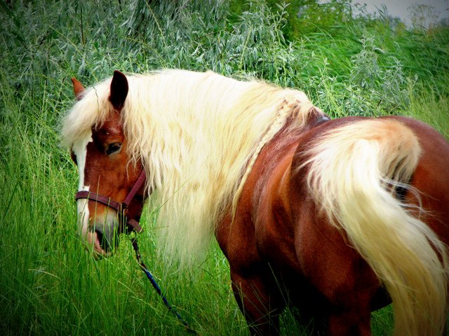 Породы лошадей в Новочебоксарске | ЗооТом портал о животных