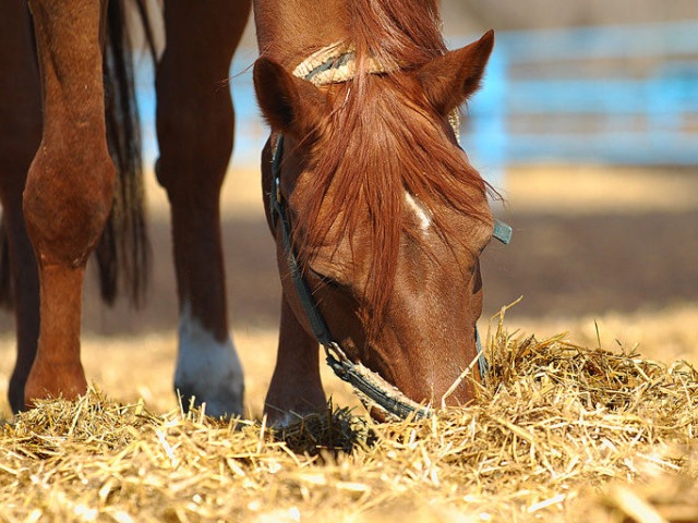 Содержание лошадей в Новочебоксарске | ЗооТом портал о животных