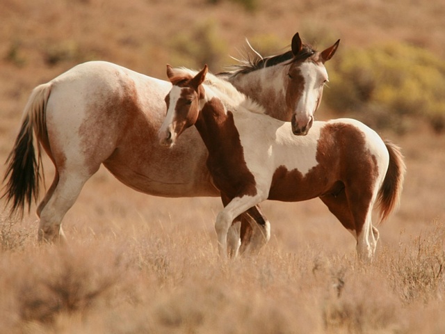 Интересные факты лошадях в Новочебоксарске | ЗооТом портал о животных