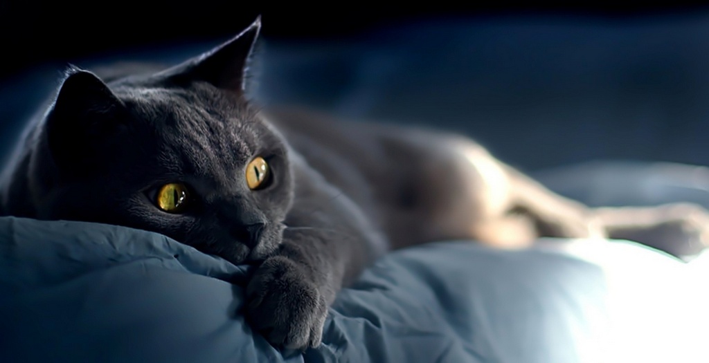 Объявления о кошках | ЗооТом - продажа, вязка и услуги для животных в Новочебоксарске