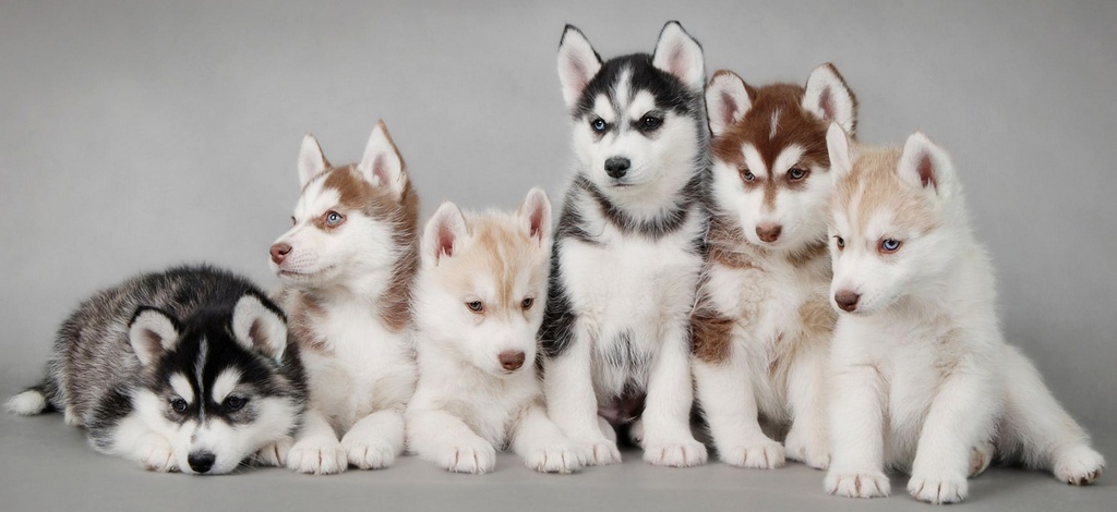 Объявления о собаках | ЗооТом - продажа, вязка и услуги для животных в Новочебоксарске