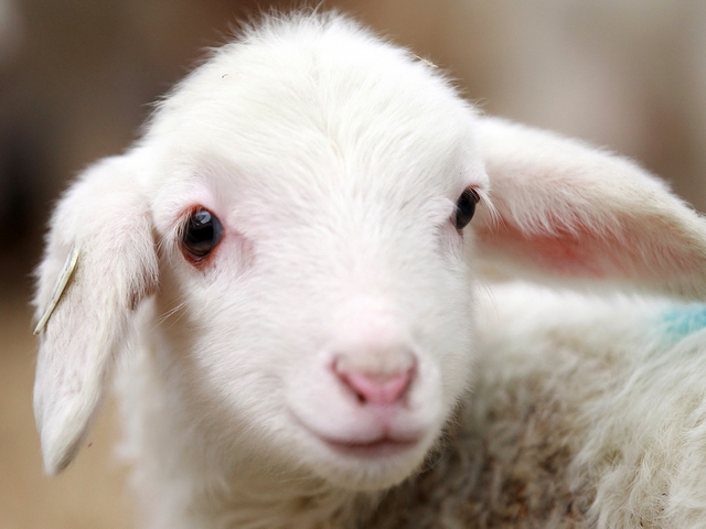 Овцы и бараны в Новочебоксарске | ЗооТом портал о животных