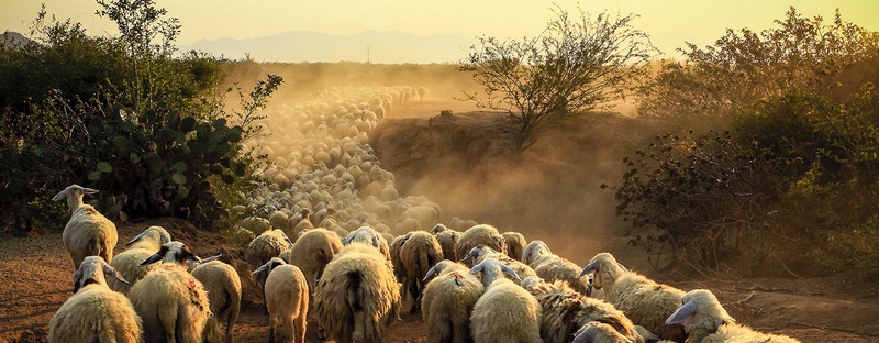 Все об овцах в Новочебоксарске | ЗооТом портал о животных