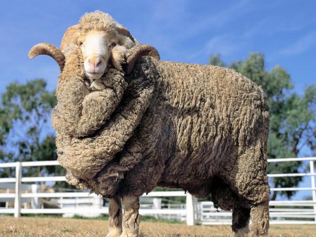 Породы овец в Новочебоксарске | ЗооТом портал о животных