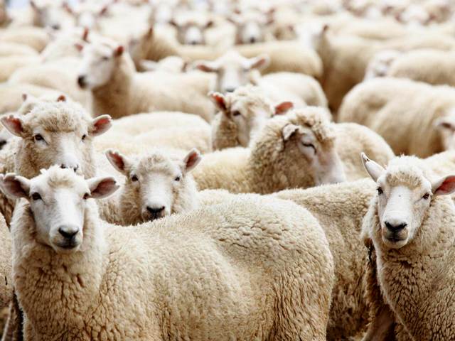 Породы овец в Новочебоксарске | ЗооТом портал о животных
