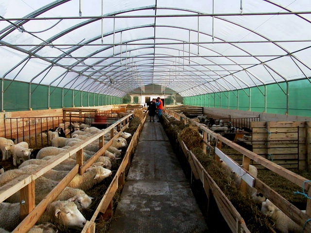 Содержание овец и уход за ними в Новочебоксарске | ЗооТом портал о животных