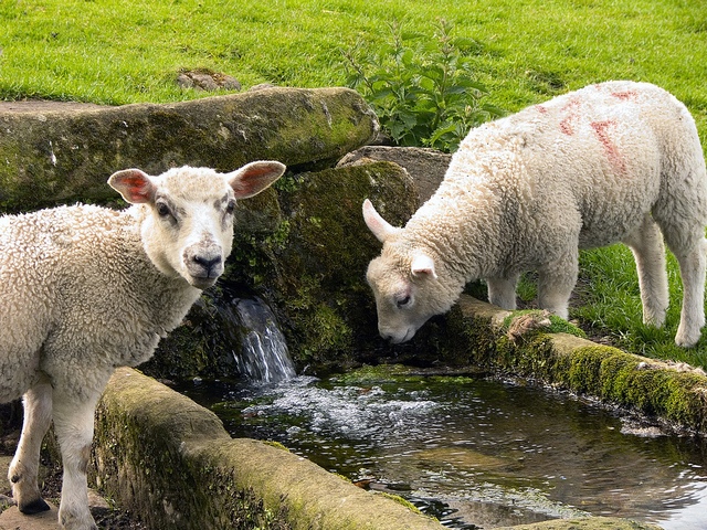 Статьи об овцах в Новочебоксарске | ЗооТом портал о животных