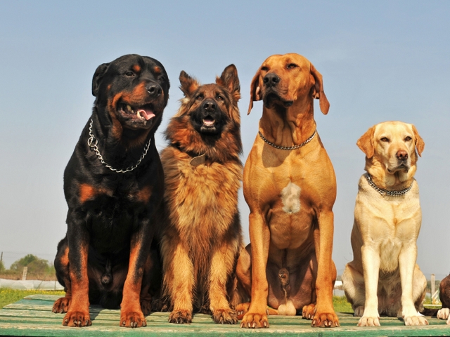 Крупные породы собак в Новочебоксарске | ЗооТом портал о животных