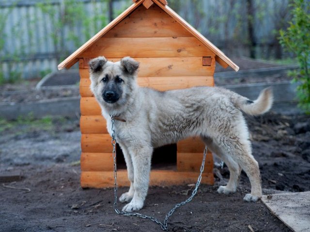 Все о собаках в Новочебоксарске