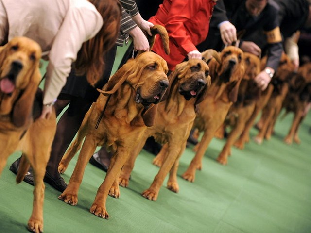 Выставки собак в Новочебоксарске