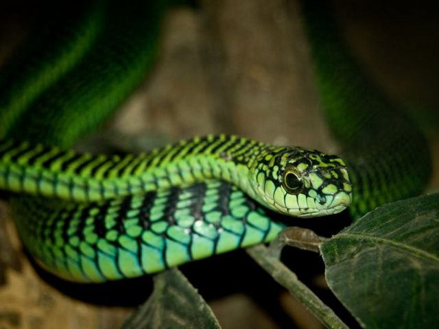 Породы змей в Новочебоксарске | ЗооТом портал о животных