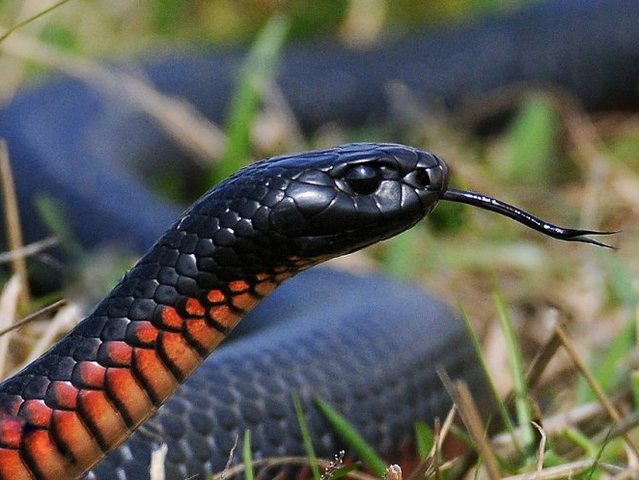 Все о змеях в Новочебоксарске | ЗооТом портал о животных